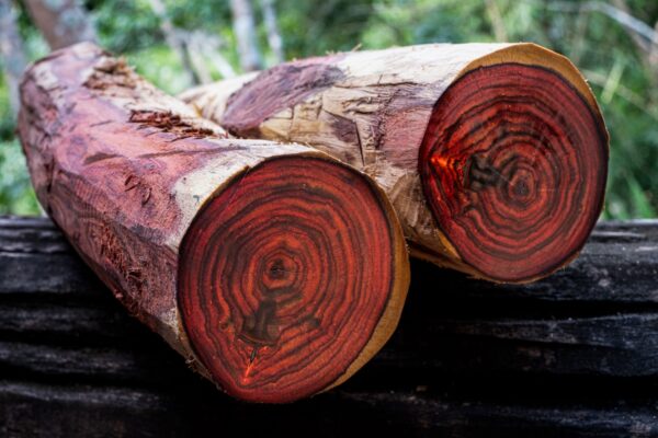 Red Sandalwood stick